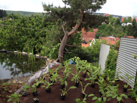 TeichundGarten
